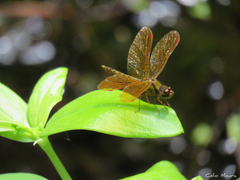 Perithemis