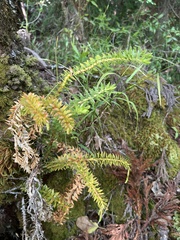 Phlegmariurus phyllanthus