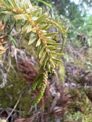 Phlegmariurus phyllanthus