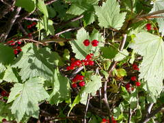 Ribes petraeum