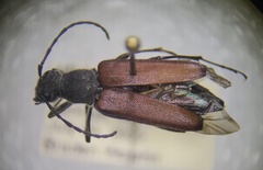 Anastrangalia sanguinea