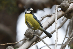 Cyanistes teneriffae