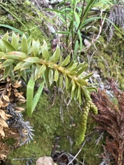 Phlegmariurus phyllanthus