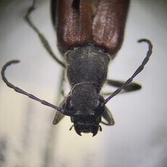 Anastrangalia sanguinea