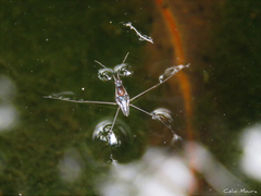 Limnogonus