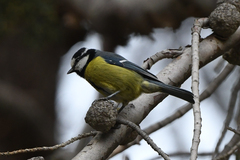 Cyanistes teneriffae