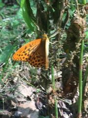 Argynnis paphia