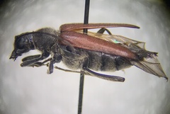 Anastrangalia sanguinea