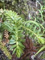 Phlegmariurus phyllanthus