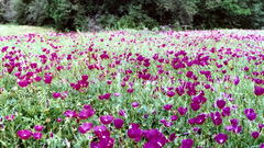 Callirhoe involucrata