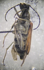 Anastrangalia sanguinea