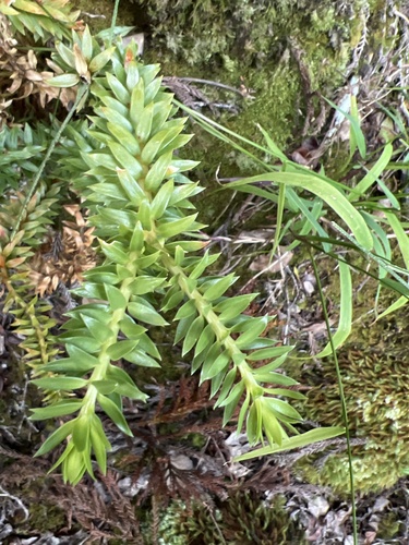 Phlegmariurus phyllanthus observed 2022-11-09