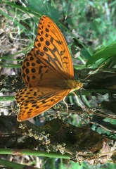 Argynnis paphia