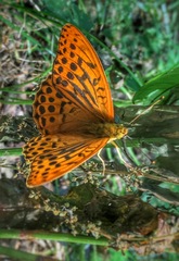 Argynnis paphia