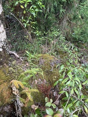 Phlegmariurus phyllanthus