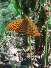 Argynnis paphia