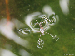 Limnogonus