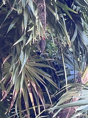 Melanerpes