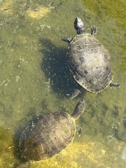 Trachemys venusta iversoni