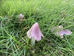 Mycena rosea