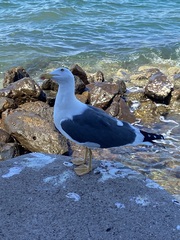 Larus livens