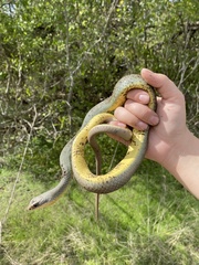 Coluber constrictor flaviventris