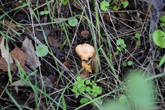 Umbilicus rupestris