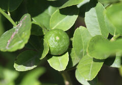 Citrus × aurantiifolia