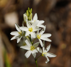 Ornithogalum hispidum
