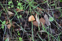 Umbilicus rupestris