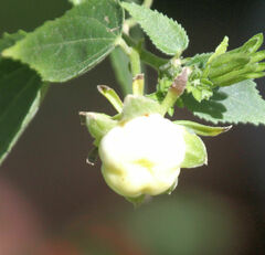 Malvaviscus arboreus