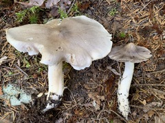 Tricholoma subacutum