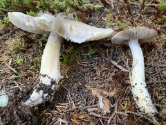 Tricholoma subacutum