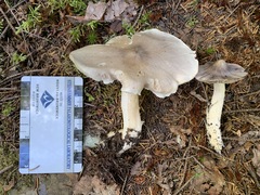 Tricholoma subacutum
