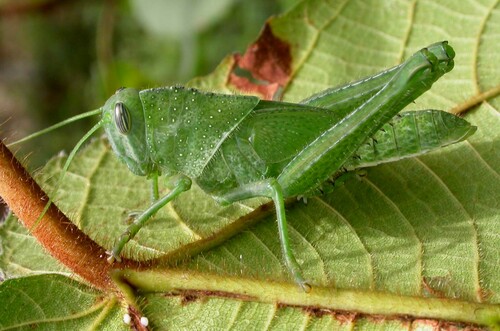 Garden Locust