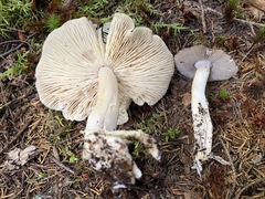 Tricholoma subacutum