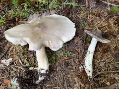 Tricholoma subacutum