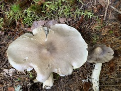 Tricholoma subacutum