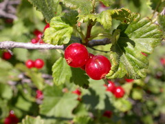 Ribes alpinum