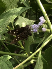 Eudamini
