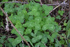 Trifolium pratense