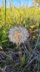 Hypochaeris megapotamica