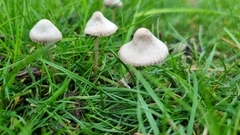 Mycena leptocephala