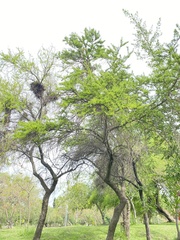 Vachellia caven