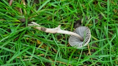 Mycena leptocephala