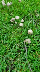 Mycena leptocephala