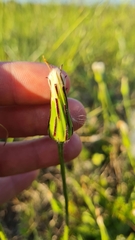 Hypochaeris megapotamica