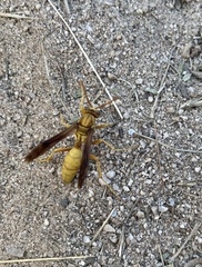 Polistes flavus