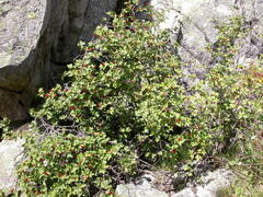 Ribes alpinum