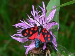 Zygaena